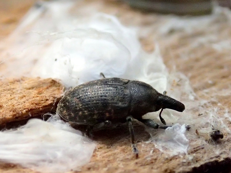 Curculionidae in riposo - Larinus turbinatus